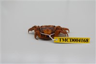 藏品(漢氏東方蟹)的圖片